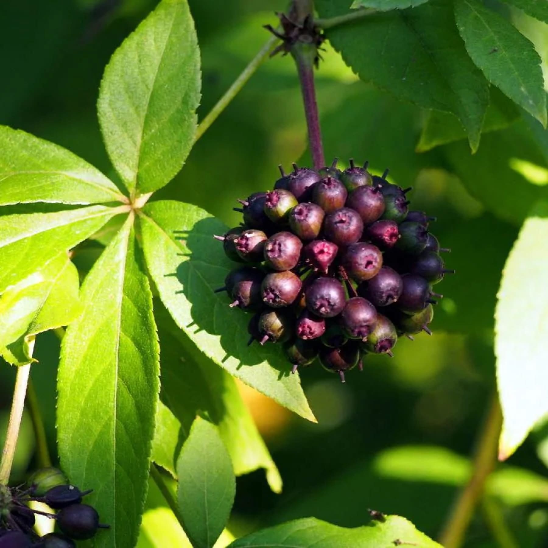 элеутероккок растение